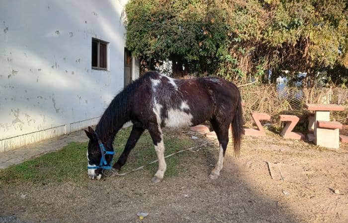 robo de caballo alvear