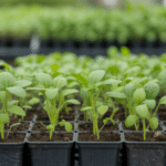 Pueblo Esther inaugura un BioEspacio Municipal en el Polideportivo para impulsar la educación ambiental y el arbolado urbano