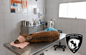 Rescataron a un ciervo axis en Arroyo Seco y quedó bajo observación veterinaria